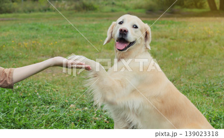 Happy owner young woman feeding Golden Retriever dog on the grass together in summer park 139023318