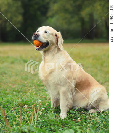 happy young Golden Retriever dog playing with rubber ball toy on grass in summer park happy young Golden Retriever dog playing with rubber ball toy on grass in summer park 139023319