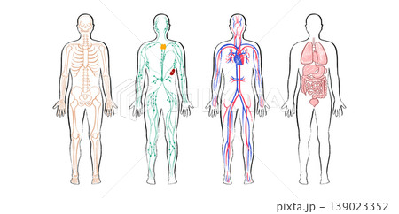 Organ Systems Sketch 139023352