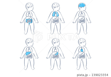 Organ Systems Sketch 139023354