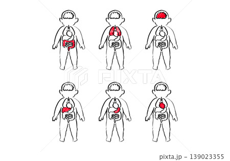 Organ Systems Sketch 139023355