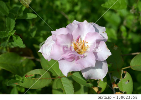 ナロー・ウォーター バラの花 ナロー・ウォーター バラの花 139023358