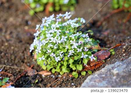 イオノプシディウムの花 イオノプシディウムの花 139023470