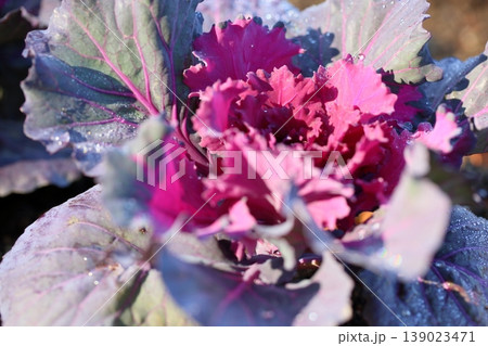 ハボタンの花 ハボタンの花 139023471