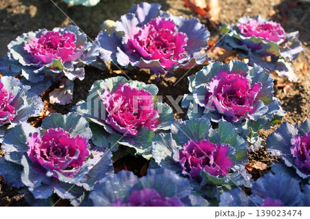 ハボタンの花 ハボタンの花 139023474