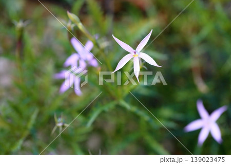 イソトマの花 イソトマの花 139023475