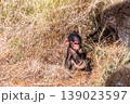 Baboons in Samburu national reserve 139023597