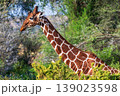 Reticulated Giraffe in the Samburu National Reserve 139023598