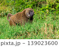 Baboon in Lake Nakuru national park 139023600