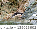 Shinstrap Penguins in the snow 139023602