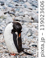 Gentoo Penguin colony on Cuverville island 139023606