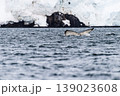 Tail of a humpback whale in the Antarctic 139023608