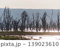 The shores of lake Nakuru 139023610