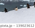 Gentoo colony at Danco Island 139023612