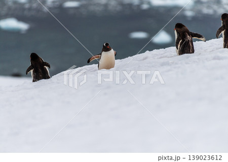 Gentoo colony at Danco Island 139023612