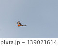 Augur Buzzard in Lake Nakuru 139023614