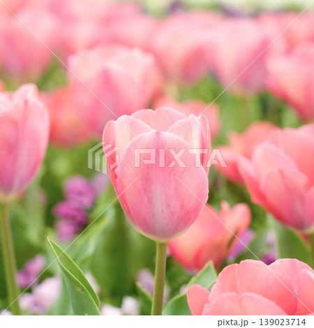 美しいピンク色のチューリップの花 春の風景 美しいピンク色のチューリップの花 春の風景 139023714