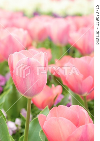 美しいピンク色のチューリップの花 春の風景 美しいピンク色のチューリップの花 春の風景 139023715