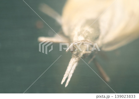 Closeup macro of small moth with soft focus and muted tones delicate insect texture natural wildlife detail shallow depth background 139023833