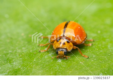 Macro close up of ladybug on green leaf showing vibrant color fine texture and natural detail ideal for nature ecology and insect concept Macro close up of ladybug on green leaf showing vibrant color fine texture and natural detail ideal for nature ecology and insect concept 139023837
