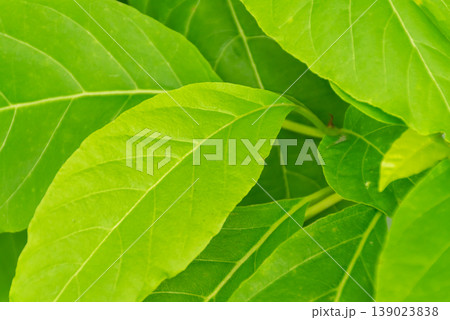 Close up of fresh green leaves with visible veins and smooth surface natural light vibrant plant texture background for nature and eco themes 139023838