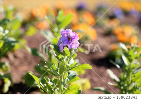 爽やか　ストックの花 139023843