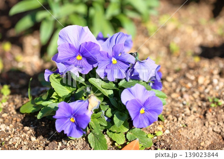 可愛い　ビオラの花 139023844