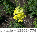 キンギョソウ 139024776