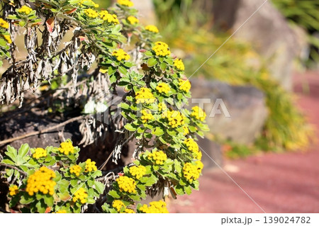 爽やか　イソギクの花 139024782