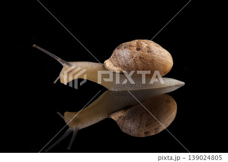 Snail on Black Background Studio Shot. Snail on Black Background Studio Shot. 139024805