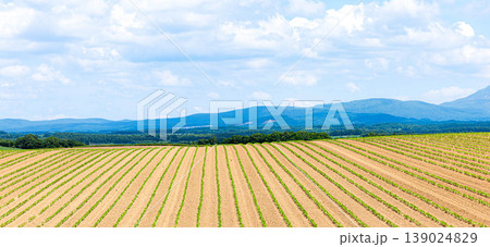 爽やかな初夏の青空と広大な北海道美瑛町の畑に農作物が育つ風景 爽やかな初夏の青空と広大な北海道美瑛町の畑に農作物が育つ風景 139024829