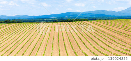 爽やかな初夏の青空と広大な北海道美瑛町の畑に農作物が育つ風景 爽やかな初夏の青空と広大な北海道美瑛町の畑に農作物が育つ風景 139024833