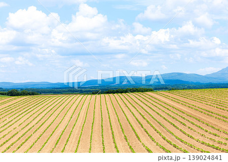 爽やかな初夏の青空と広大な北海道美瑛町の畑に農作物が育つ風景 爽やかな初夏の青空と広大な北海道美瑛町の畑に農作物が育つ風景 139024841