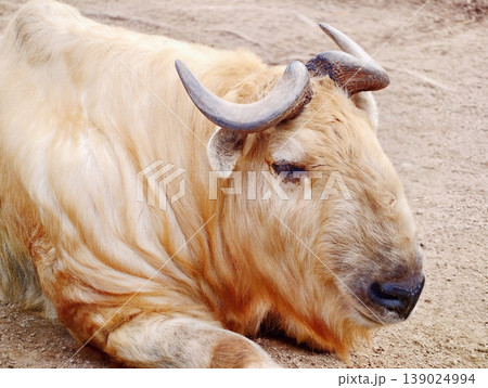Yak Relaxing Outdoors. Tranquil Yak Resting Peacefully On Soft Earth With Gentle Morning Illumination Yak Relaxing Outdoors. Tranquil Yak Resting Peacefully On Soft Earth With Gentle Morning Illumination 139024994