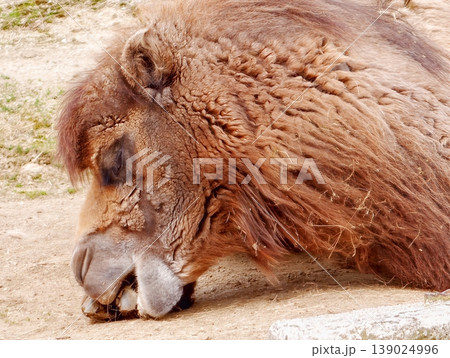 Resilient Woolly Muskox Lying In Tranquil Repose Within Cold Arctic Environment Conservation Resilient Woolly Muskox Lying In Tranquil Repose Within Cold Arctic Environment Conservation 139024996