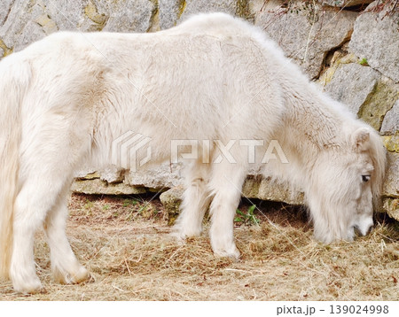 Serene Goat Lying Near Straw In Barnyard. Peaceful White Goat With Soft Coat In Rural Barn Setting 139024998