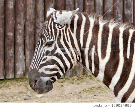 Profile Of Zebra Highlighting Striking Stripe Pattern And Textured Hair With Contrasting Background Profile Of Zebra Highlighting Striking Stripe Pattern And Textured Hair With Contrasting Background 139024999