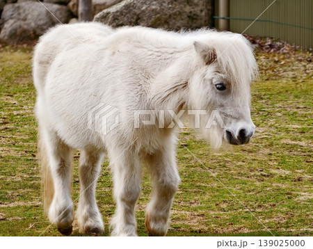 Petite Fluffy Pony Calmly Standing On Grassy Ground Near Rocky Background Evoking Countryside Tranquility Petite Fluffy Pony Calmly Standing On Grassy Ground Near Rocky Background Evoking Countryside Tranquility 139025000