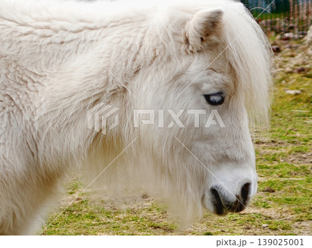 Closeup Of Tranquil Horse. Peaceful Horse With Vivid Blue Eye And Gentle Expression Amid Nature 139025001