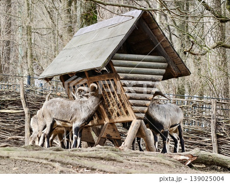 Wild Deer Gathered Near Shelter. Reserving Habitat With Winter Feeding For Wildlife Conservation 139025004