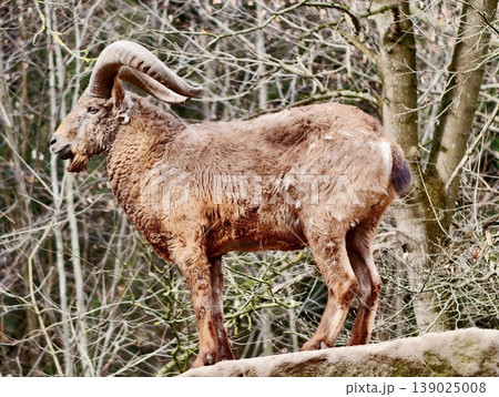 Cautious Guanaco Standing Amidst Rocky Alpine Environment Displaying Awareness And Gracefulness Cautious Guanaco Standing Amidst Rocky Alpine Environment Displaying Awareness And Gracefulness 139025008