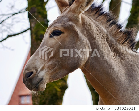 Tranquil Donkey Face Showing Attentiveness And Patience In Rustic Environment With Soft Illumination 139025011
