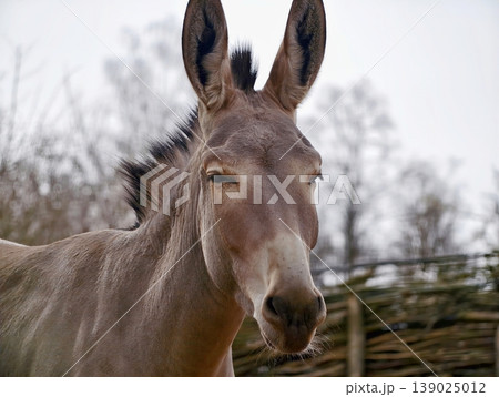 Mountain Goat Stance. Sturdy Wild Goat With Spiraled Horns Stands Proudly On Rugged Highland Slopes 139025012