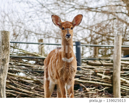 Gentle Young Deer Amidst Natural Surroundings Capturing Cautious Exploration And Peaceful Ambiance Gentle Young Deer Amidst Natural Surroundings Capturing Cautious Exploration And Peaceful Ambiance 139025013