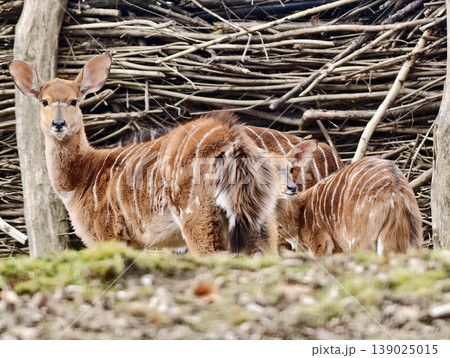 Silent Antelopes Blend Into Forest Environment. Shy Antelope Partners Concealed Amid Branches And Leaves 139025015