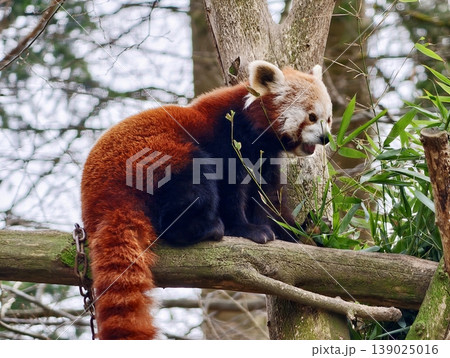Calm Red Panda Munching Bamboo On Tree Branch. Serene Red Panda Consuming Bamboo Amid Lush Leafy Canopy Calm Red Panda Munching Bamboo On Tree Branch. Serene Red Panda Consuming Bamboo Amid Lush Leafy Canopy 139025016