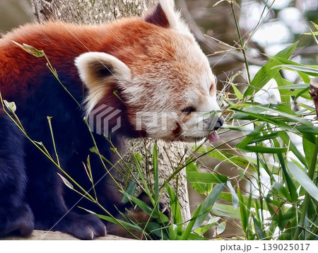 Detailed Shot Of Cute Red Panda Feeding. Intimate Image Showcasing Red Panda Enjoying Bamboo Meal Detailed Shot Of Cute Red Panda Feeding. Intimate Image Showcasing Red Panda Enjoying Bamboo Meal 139025017