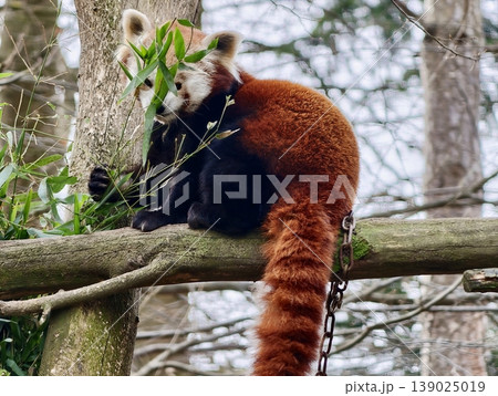 Serene Red Panda Resting Peacefully. Peaceful Red Panda Reclining On Tree Branch With Fluffy Tail Serene Red Panda Resting Peacefully. Peaceful Red Panda Reclining On Tree Branch With Fluffy Tail 139025019