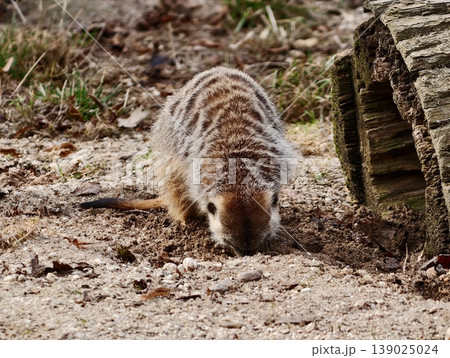Small Animal Hunting Near Tunnel. Colorful Creature Snuffling Ground Inside Zoo Enclosure Scene Small Animal Hunting Near Tunnel. Colorful Creature Snuffling Ground Inside Zoo Enclosure Scene 139025024