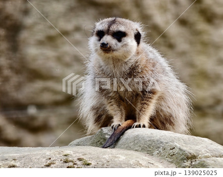 Sentinel Meerkat Watches Horizon Attentively. Vigilant Meerkat Stands Tall Observing Distant Landscape Sentinel Meerkat Watches Horizon Attentively. Vigilant Meerkat Stands Tall Observing Distant Landscape 139025025